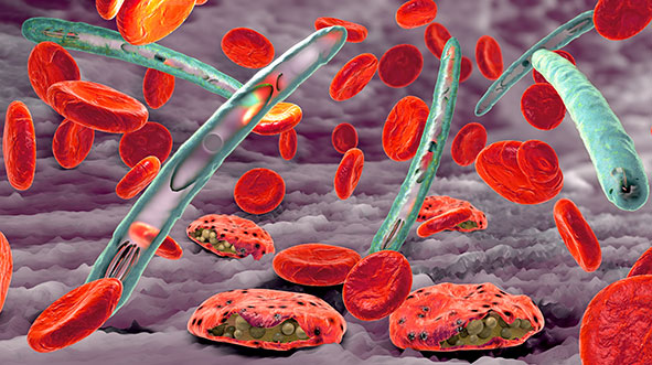 Plasmodium vivax Penyebab Penyakit Malaria