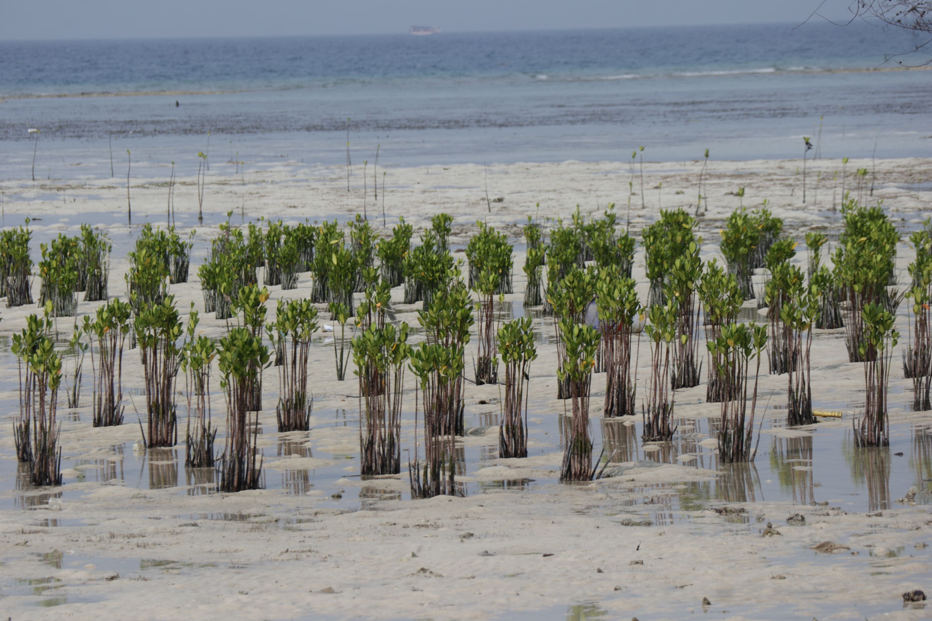 AXA Mandiri Ajak Karyawan Kurangi Dampak Perubahan Iklim dengan Tanam 1.600 Pohon Bakau